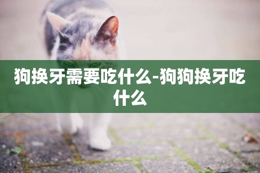狗換牙需要吃什么-狗狗換牙吃什么