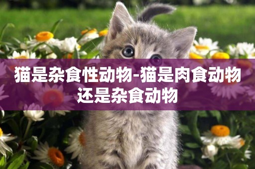 貓是雜食性動物-貓是肉食動物還是雜食動物