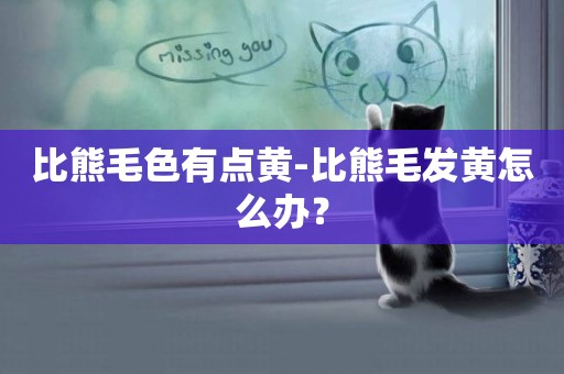 比熊毛色有點黃-比熊毛發黃怎么辦？