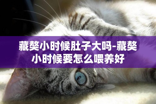 藏獒小時候肚子大嗎-藏獒小時候要怎么喂養好