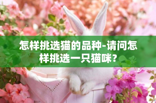 怎樣挑選貓的品種-請問怎樣挑選一只貓咪？
