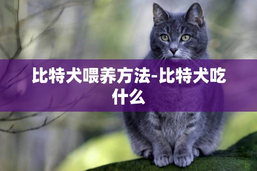 比特犬喂養方法-比特犬吃什么