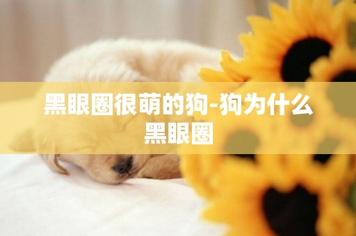黑眼圈很萌的狗-狗為什么黑眼圈