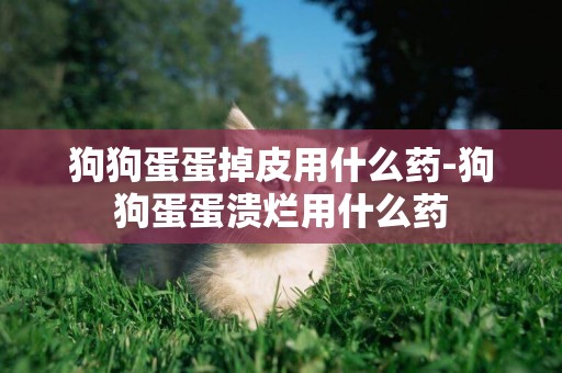 狗狗蛋蛋掉皮用什么藥-狗狗蛋蛋潰爛用什么藥
