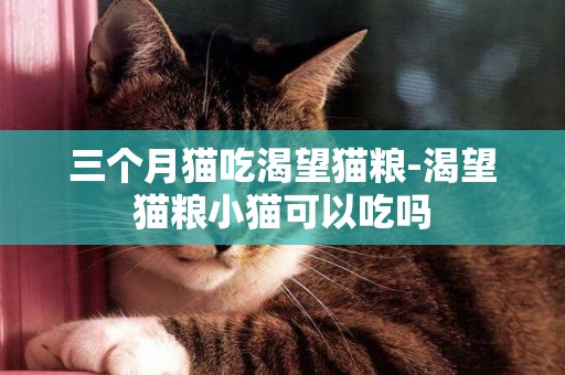 三個月貓吃渴望貓糧-渴望貓糧小貓可以吃嗎
