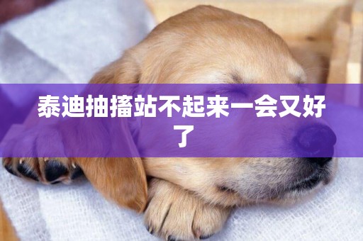 泰迪抽搐站不起來一會又好了