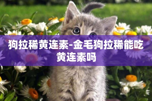 狗拉稀黃連素-金毛狗拉稀能吃黃連素嗎