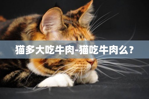 貓多大吃牛肉-貓吃牛肉么？