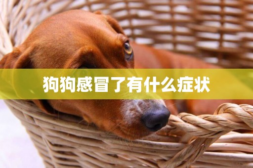 狗狗感冒了有什么癥狀