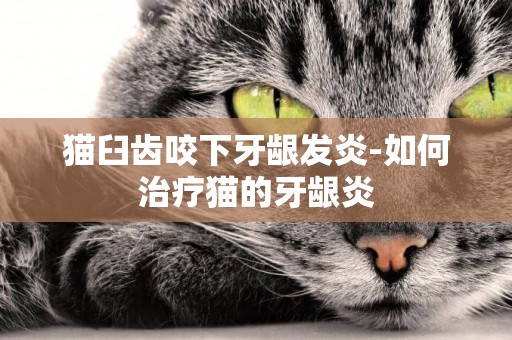 貓臼齒咬下牙齦發炎-如何治療貓的牙齦炎