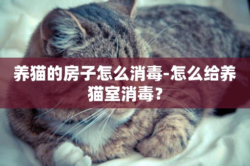 養貓的房子怎么消毒-怎么給養貓室消毒？
