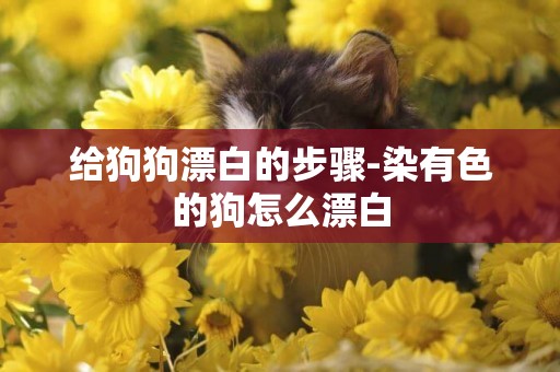 給狗狗漂白的步驟-染有色的狗怎么漂白