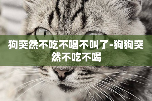 狗突然不吃不喝不叫了-狗狗突然不吃不喝