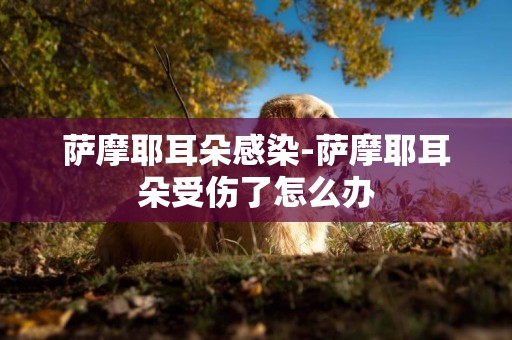 薩摩耶耳朵感染-薩摩耶耳朵受傷了怎么辦