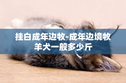 掛白成年邊牧-成年邊境牧羊犬一般多少斤