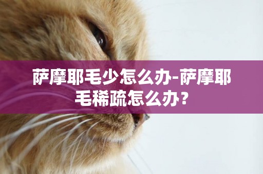薩摩耶毛少怎么辦-薩摩耶毛稀疏怎么辦？