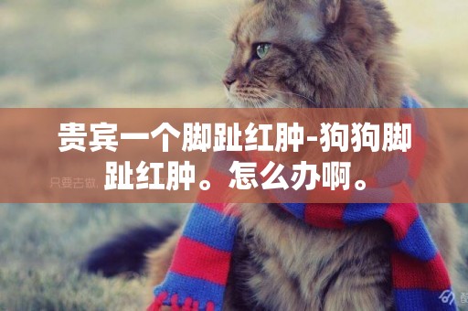 貴賓一個腳趾紅腫-狗狗腳趾紅腫。怎么辦啊。