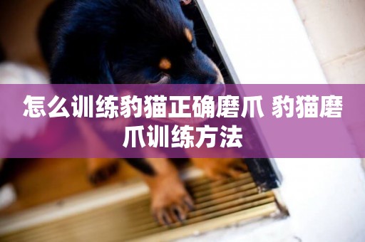 怎么訓練豹貓正確磨爪 豹貓磨爪訓練方法