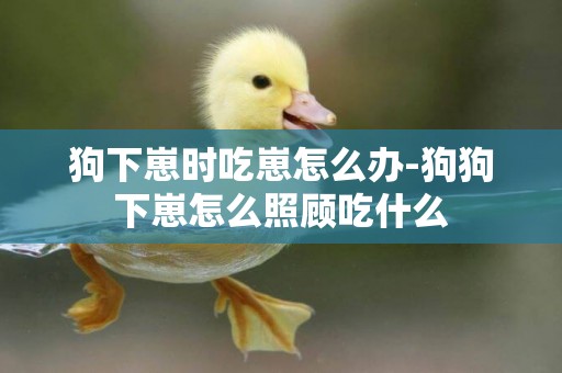 狗下崽時吃崽怎么辦-狗狗下崽怎么照顧吃什么
