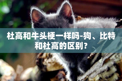 杜高和牛頭梗一樣嗎-狗、比特和杜高的區別？