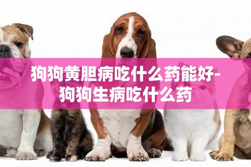 狗狗黃膽病吃什么藥能好-狗狗生病吃什么藥