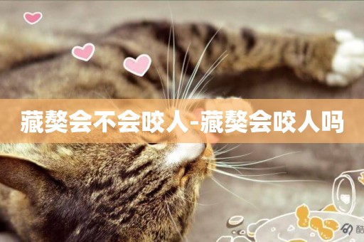 藏獒會不會咬人-藏獒會咬人嗎