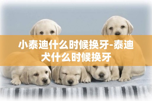 小泰迪什么時候換牙-泰迪犬什么時候換牙