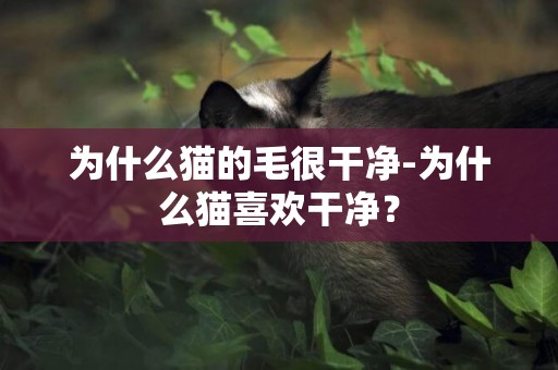 為什么貓的毛很干凈-為什么貓喜歡干凈？