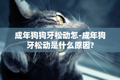 成年狗狗牙松動怎-成年狗牙松動是什么原因?