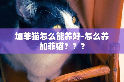 加菲貓怎么能養好-怎么養加菲貓？？？