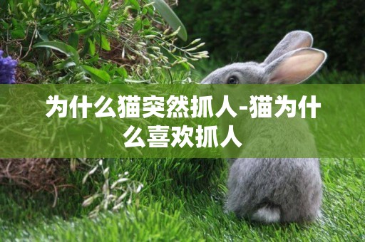 為什么貓突然抓人-貓為什么喜歡抓人