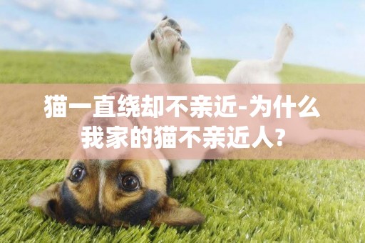 貓一直繞卻不親近-為什么我家的貓不親近人?