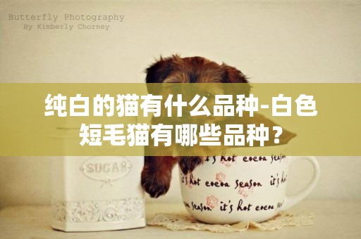 純白的貓有什么品種-白色短毛貓有哪些品種？