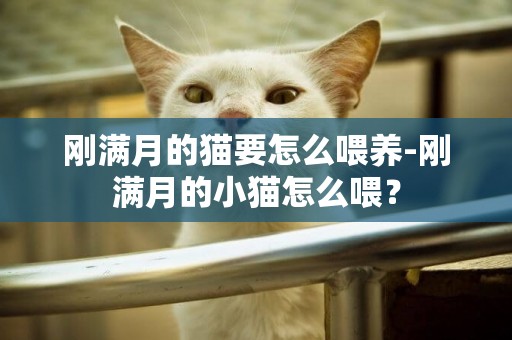 剛滿月的貓要怎么喂養-剛滿月的小貓怎么喂？