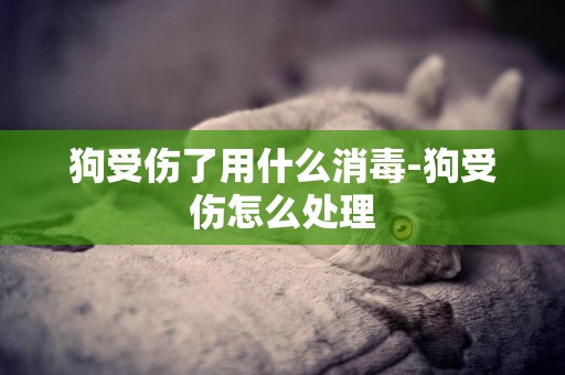 狗受傷了用什么消毒-狗受傷怎么處理