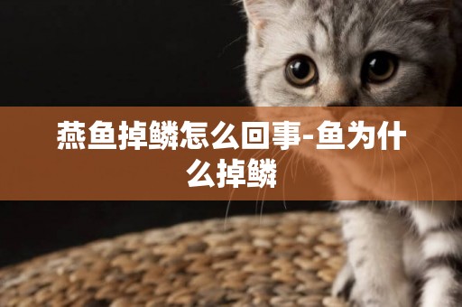 燕魚掉鱗怎么回事-魚為什么掉鱗