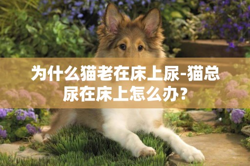 為什么貓老在床上尿-貓總尿在床上怎么辦？