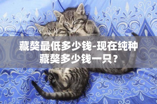 藏獒最低多少錢-現在純種藏獒多少錢一只？