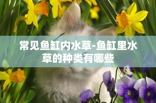 常見魚缸內水草-魚缸里水草的種類有哪些