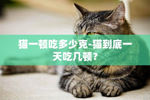 貓一頓吃多少克-貓到底一天吃幾頓？