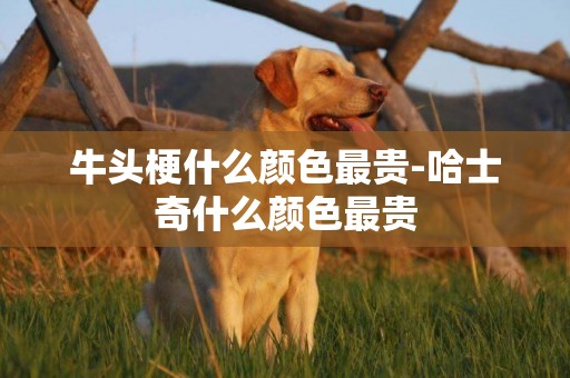 牛頭梗什么顏色最貴-哈士奇什么顏色最貴