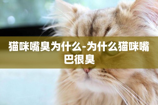 貓咪嘴臭為什么-為什么貓咪嘴巴很臭