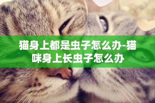 貓身上都是蟲子怎么辦-貓咪身上長蟲子怎么辦