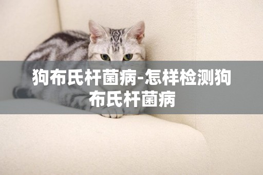 狗布氏桿菌病-怎樣檢測狗布氏桿菌病