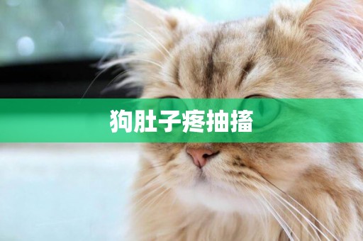 狗肚子疼抽搐