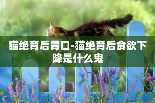 貓絕育后胃口-貓絕育后食欲下降是什么鬼