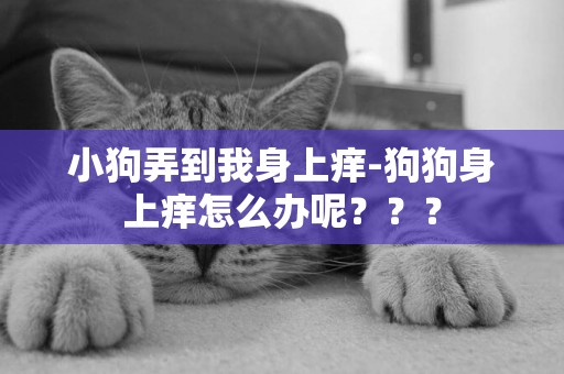 小狗弄到我身上癢-狗狗身上癢怎么辦呢？？？
