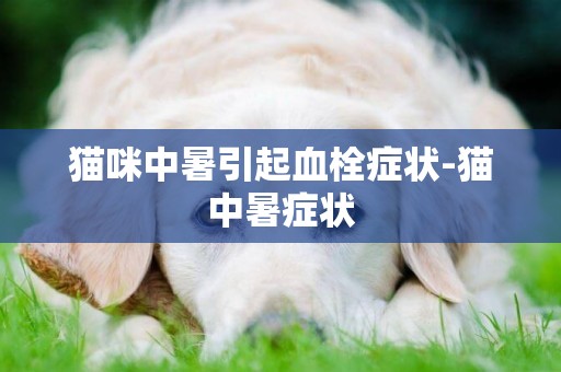 貓咪中暑引起血栓癥狀-貓中暑癥狀