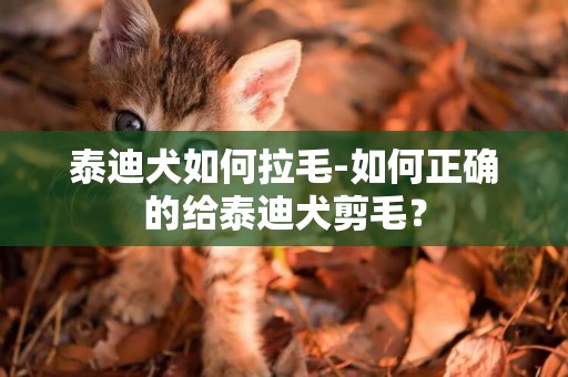 泰迪犬如何拉毛-如何正確的給泰迪犬剪毛？