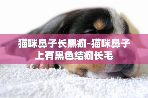 貓咪鼻子長黑痂-貓咪鼻子上有黑色結痂長毛